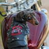 Biker Dawg Jacket