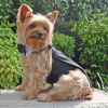 Black Tuxedo w/Tails Dog Harness, w/ Bow Tie and Cotton Collar