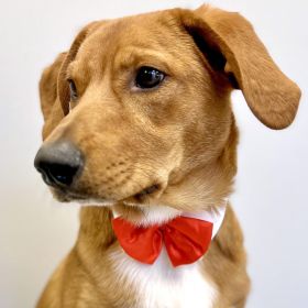 Red Satin Bow Tie with White Collar (Size: 2X-Large)