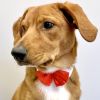 Red Satin Bow Tie with White Collar