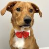 Red Satin Bow Tie with White Collar