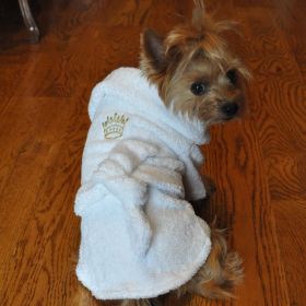 Luxury Dog Bath Robe (Size: X-Small, Color: Gold Crown)