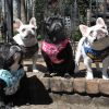 Wrap and Snap Cute Dog Harness